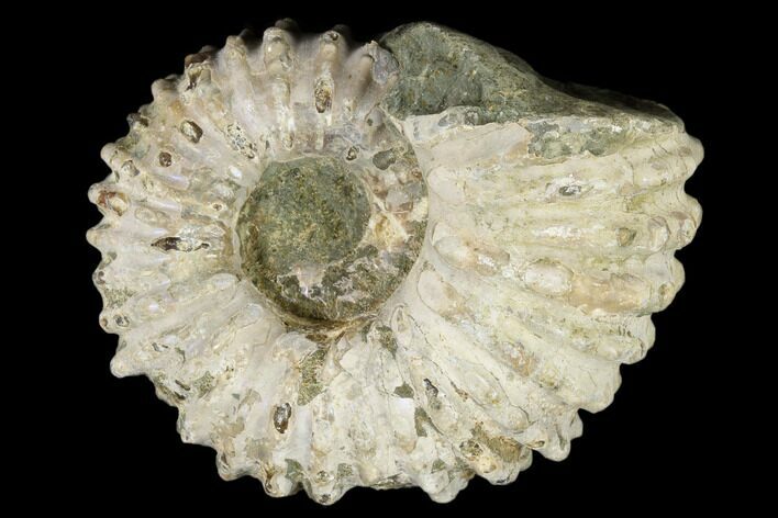 Bumpy Ammonite (Douvilleiceras) Fossil - Madagascar #115602